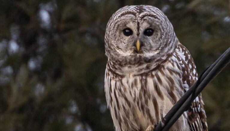 Owl Prowl Saturday, January 3rd